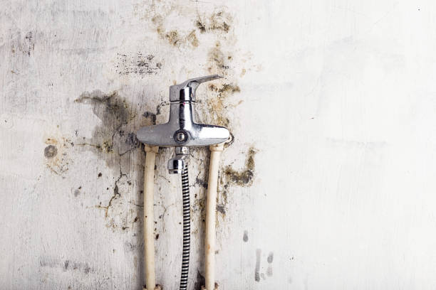 Best Certified Mold Removal  in Belton, SC