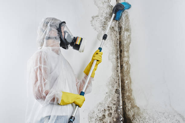 Best Black Mold Removal  in Belton, SC