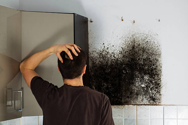 Best Professional Mold Removal  in Belton, SC