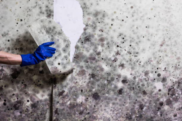 Best Mold Testing  in Belton, SC